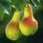 Pear OS like icon
