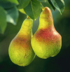 PearOS