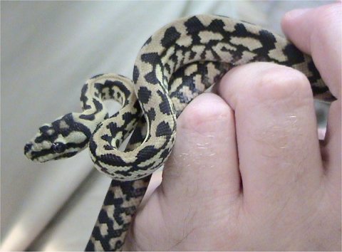 Snake 2