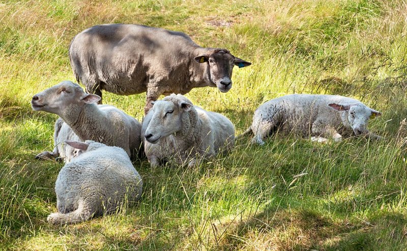 Sheep